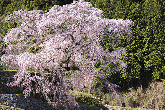 本郷の瀧桜（又兵衛桜）